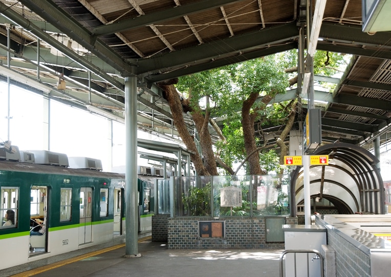Árbol de gran Porte en Estación en Japón (1)