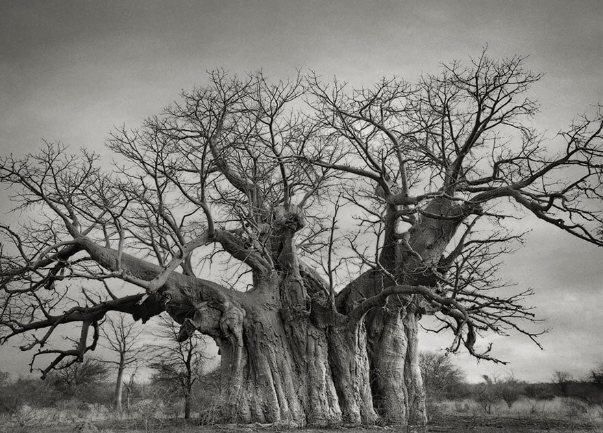 El Baobab Bufflesdrift