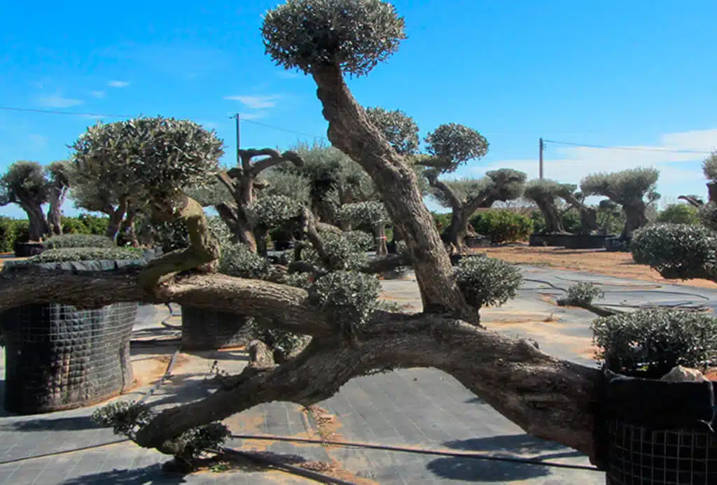 Olivos Tumbados (Tumbada) Ginart Oleas