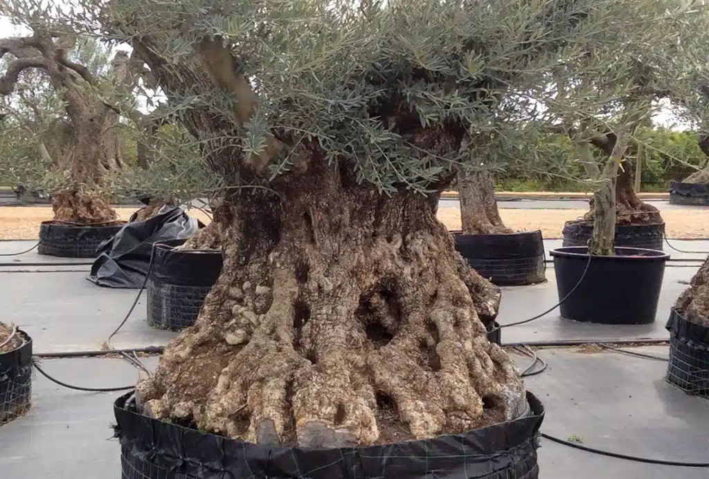 Olivos Centenarios Hojiblanca Ginart Oleas