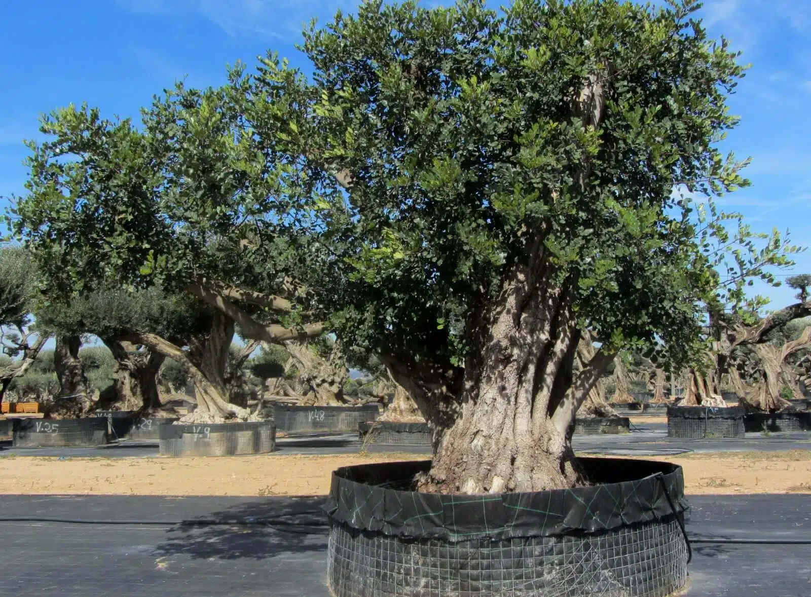 Ceratonia Siliqua (Algarrobo) Ornamental 6