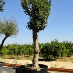 Laurus Nobilis (Laurel) Ginart Oleas 2