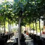 Ficus Carica Ginart Oleas 2