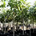 Ficus Carica Ginart Oleas 3