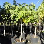 Ficus Carica Ginart Oleas 4