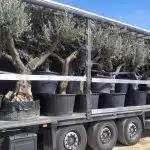 Logistica Olivos Milenarios