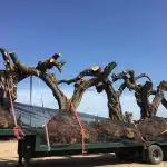 Logistica Olivos Milenarios