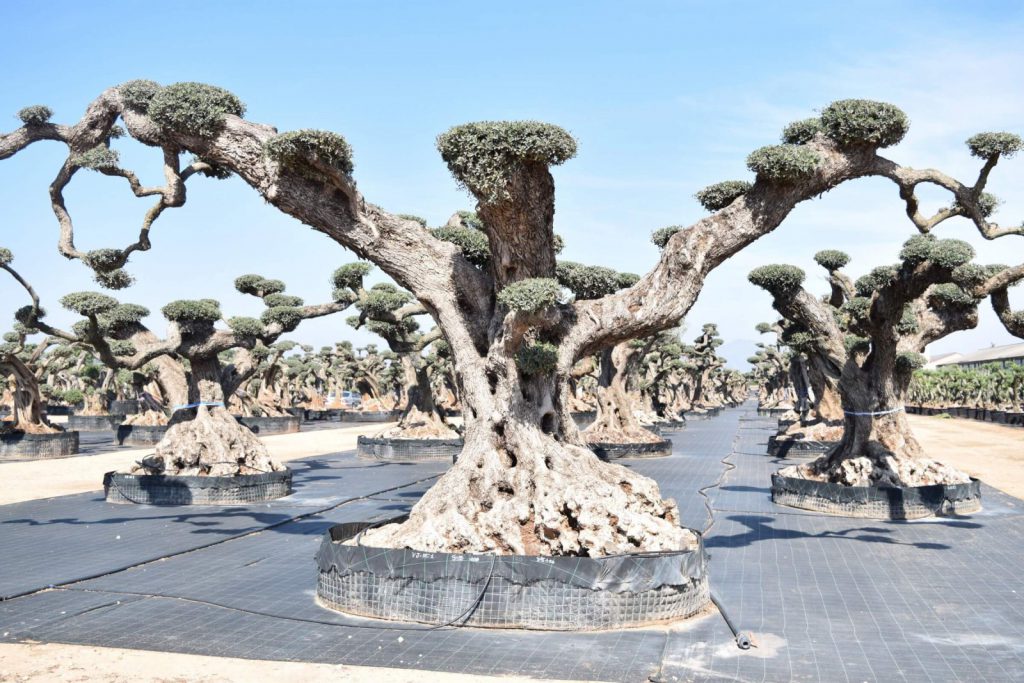 Olivo monumental de tronco ancho y ramas abiertas en los viveros de Ginart Oleas, con otros olivos centenarios en contenedor detrás.