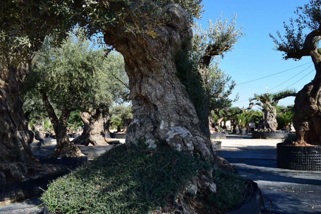 Detalle del tronco grueso y retorcido de un olivo centenario en los viveros de Ginart Oleas.