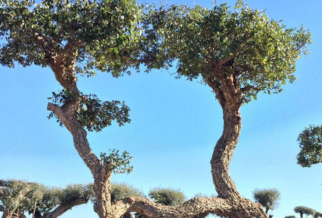 Quercus Monumental de Gran Tamano