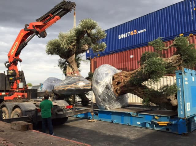 Cuánto cuesta un olivo centenario: grúa de camión cargando dos olivos de gran porte con el cepellón envuelto sobre una plataforma de contenedor, con un operario supervisando el transporte.
