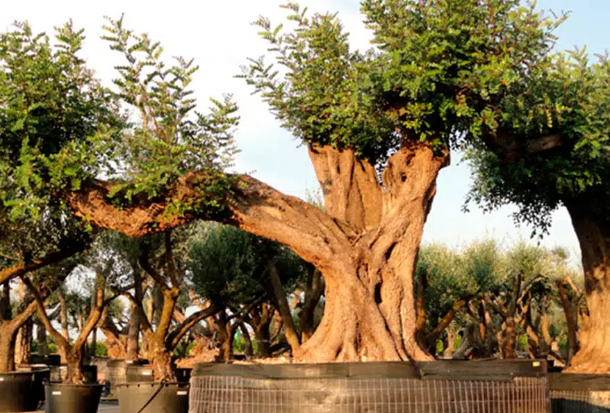 Arbol de Algarrobo ceratonia siliqua de viveros Ginart Oleas