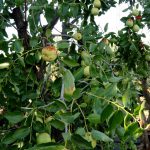 Comprar Ziziphus jujuba - Azufaifo - Árbol Ginart Oleas 1