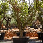 Comprar Ziziphus jujuba - Azufaifo - Árbol Ginart Oleas 2