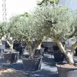 Olivos Arbequina Ornamentales 1