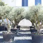 Olivos Arbequina Ornamentales