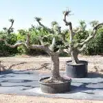 Olivos Arbequina Ornamentales 6