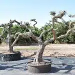 Olivos Arbequina Ornamentales 9