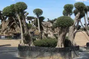 Olivos Monumentales Centenarios Ginart Oleas