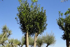Laurus Nobilis (Laurel) Ginart Oleas