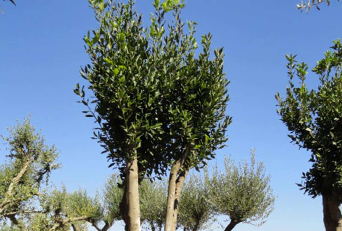Laurus Nobilis (Laurel) Ginart Oleas