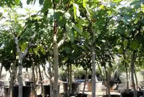 Ficus Carica Higuera Ginart Oleas