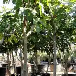 Ficus Carica Higuera Ginart Oleas