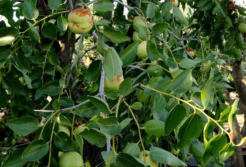 Comprar Ziziphus jujuba - Azufaifo - Árbol Ginart Oleas