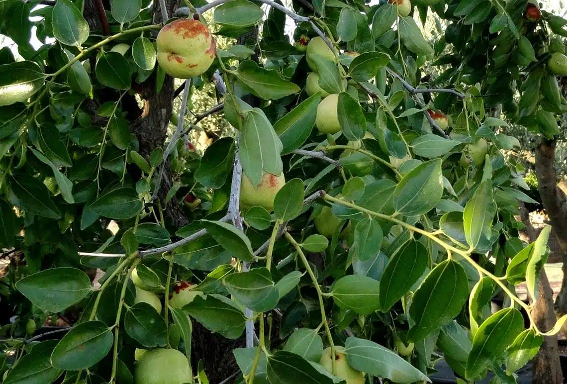 Comprar Ziziphus jujuba - Azufaifo - Árbol Ginart Oleas