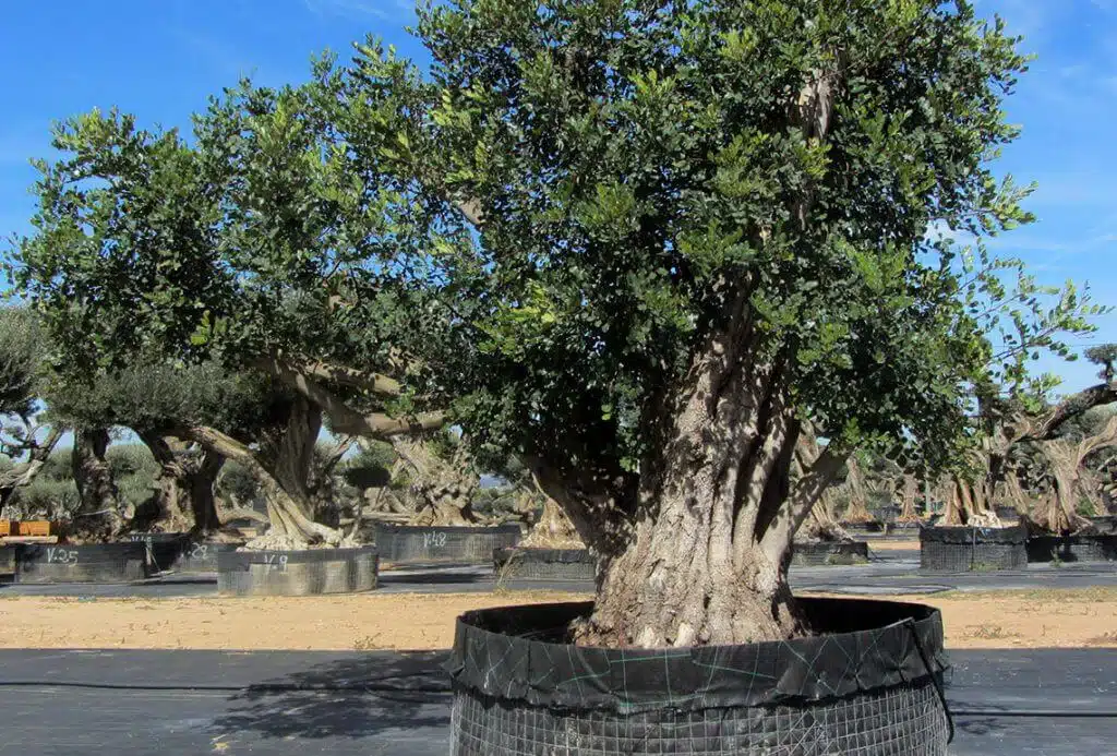 Ceratonia Siliqua (Algarrobo) Ornamental