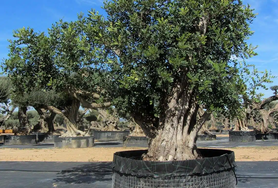 Ceratonia Siliqua (Algarrobo) Ornamental