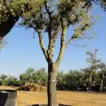 Quercus Ilex en Venta - Encina Ginart Oleas 2