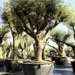 Quercus Ilex en Venta - Encina Ginart Oleas 4