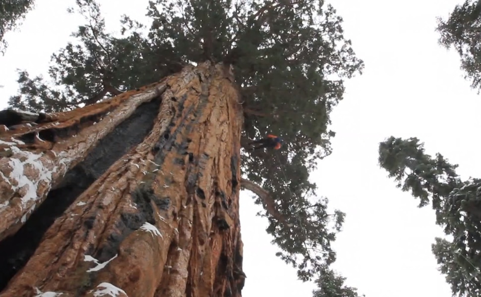 El Presidente - Arbol Milenario de Gran Tamaño