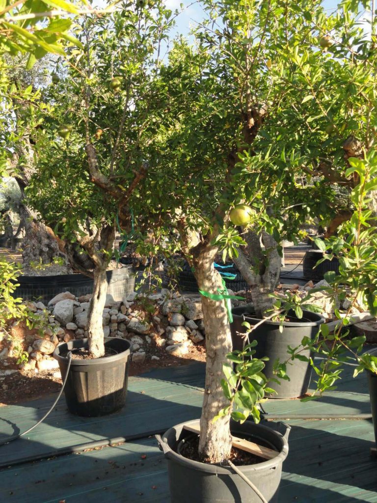 Púnica Granatum (Granado) Ginart Oleas 4