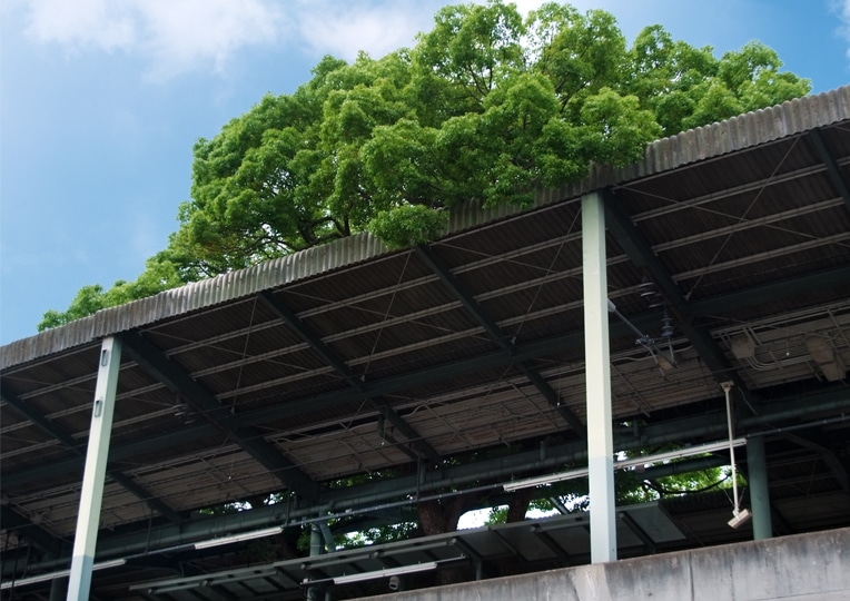 Árbol de gran Porte en Estación en Japón (2)