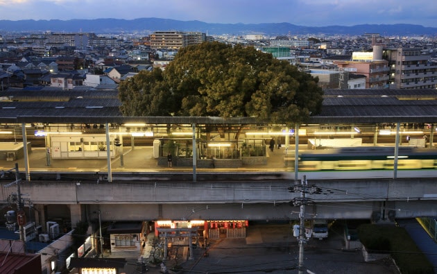 Arbol de gran Porte en Estación en Japón (3)