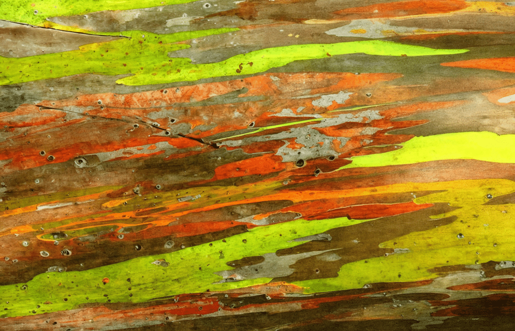 Árbol del amor Ginartoleas en detalle de corteza de eucalipto arcoiris Detalle de la corteza del eucalipto arcoiris con franjas irregulares en tonos verdes, naranjas, rojizos y marrones