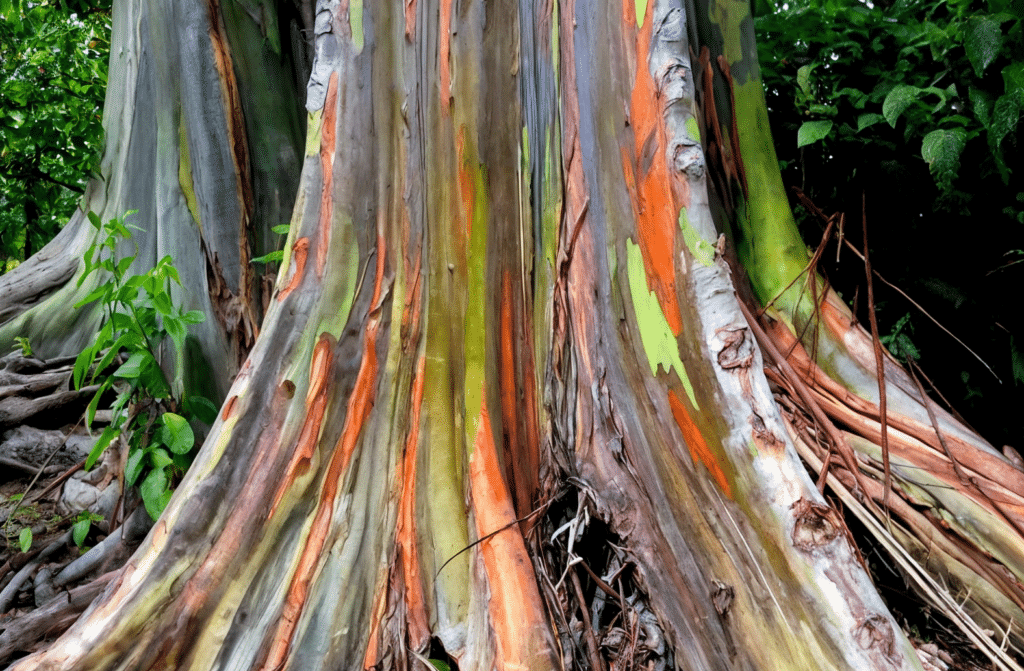 Base del tronco de un eucalipto arcoiris con corteza lisa y vetas verticales en tonos verdes, naranjas, rojizos, grises y crema, rodeado de vegetación densa