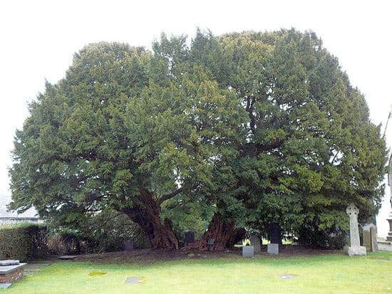 Gales del Norte Arbol Muy grande Ginart Oleas