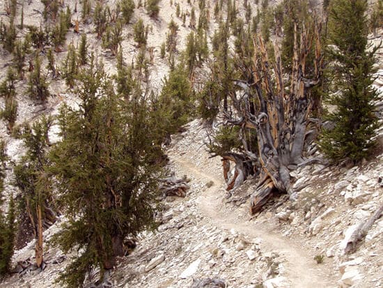 Matusalen Arbol muy antiguo ginart oleas