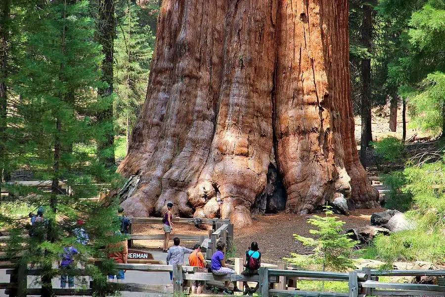 Arbol Mas Grande Ginart Oleas General Sherman