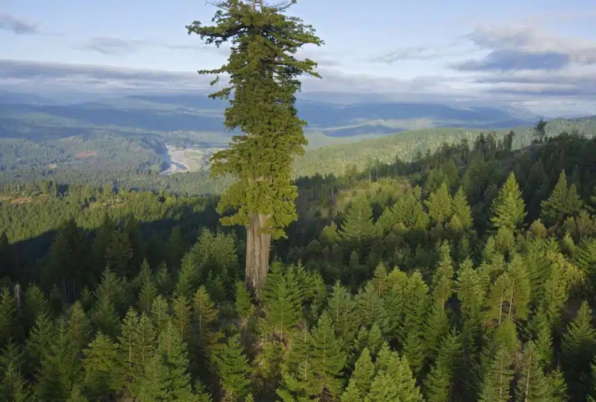 Árbol Hyperion el árbol más alto del mundo