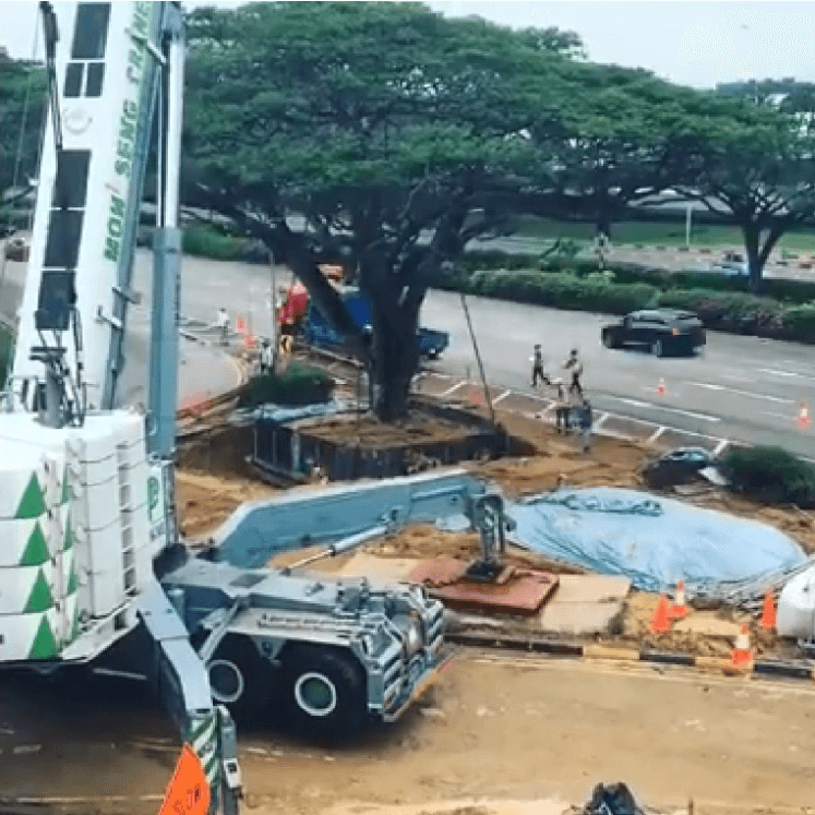 Arbol siendo transportado en Singapur