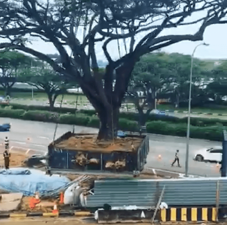 Arbol siendo transportado en Singapur