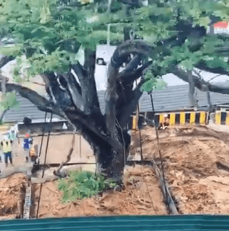 Arbol siendo transportado en Singapur