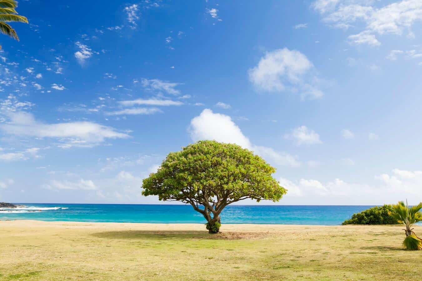 Gran Arbol POortada Singapur Ginart Oleas