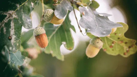 Bellotas Quercus Encina Ginart Oleas