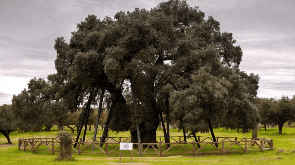 Fotografía de La Terrona, considerada la encina más grande de España, ubicada en un entorno natural protegido. Esta imagen ilustra una de las grandes curiosidades de la encina en la Península Ibérica, y forma parte del contenido especializado de Ginartoleas sobre árboles monumentales.