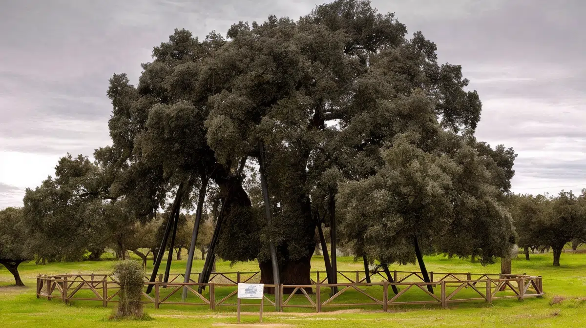 Fotografía de La Terrona, considerada la encina más grande de España, ubicada en un entorno natural protegido. Esta imagen ilustra una de las grandes curiosidades de la encina en la Península Ibérica, y forma parte del contenido especializado de Ginartoleas sobre árboles monumentales.